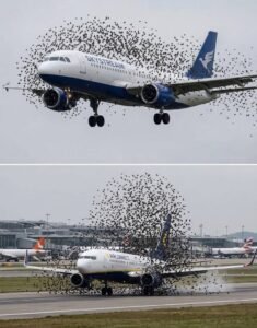 The Unbelievable Story Behind a Bird Strike Emergency Landing: What the Crew Found in Cargo
