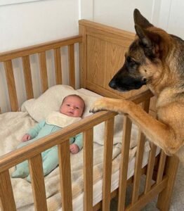They found their newly adopted stray dog biting at their newborn’s crib-but when they saw what it had really done, they broke down in tears…