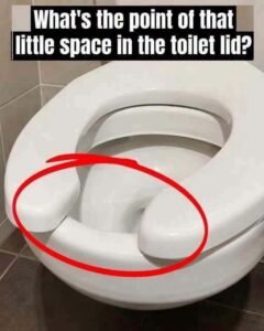 The Functional Engineering Behind the U-Shaped Toilet Seat in Public Restrooms