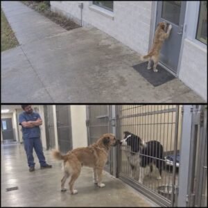 Newly Adopted Dog Escapes His Forever Home and Runs Back to the Shelter — The Heartbreaking Reason He Returned Leaves Everyone in Tears