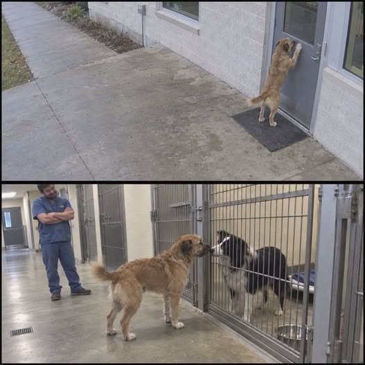 Newly Adopted Dog Escapes His Forever Home and Runs Back to the Shelter — The Heartbreaking Reason He Returned Leaves Everyone in Tears